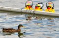 Maschsee13   688